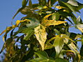 Liquidambar styraciflua Variegata IMG_7960 Ambrowiec amerykański